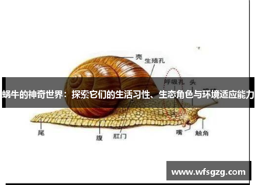 蜗牛的神奇世界：探索它们的生活习性、生态角色与环境适应能力